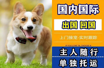 新界宠物托运公司新界宠物托运公司新界宠物托运公司